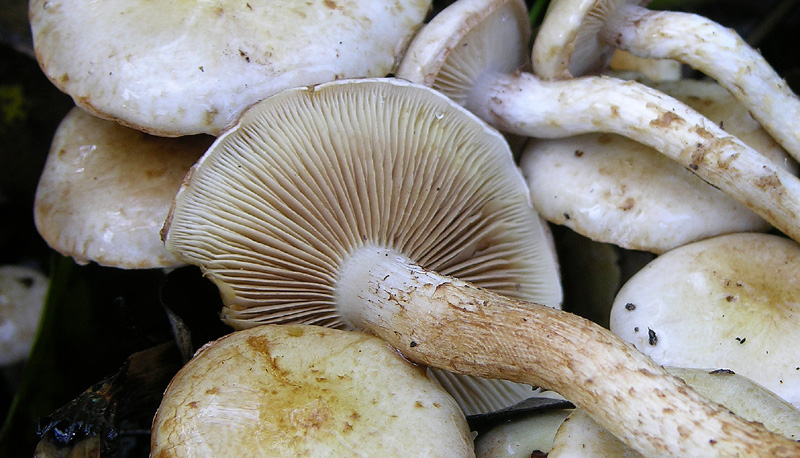 Pholiota gummosa